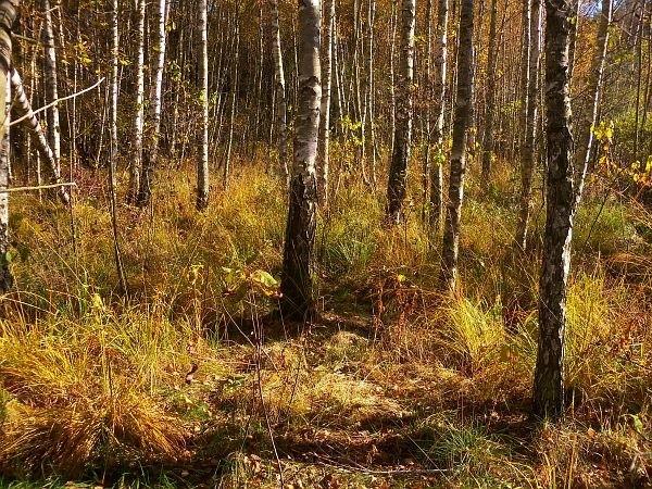 Brzezina w Nowym Polesiu - gdzieś w okolicy Wajda kręcił niektóre sceny do "Brzeziny" i "Pana Tadeusza" (grzybobranie i scena z mrówkami)
