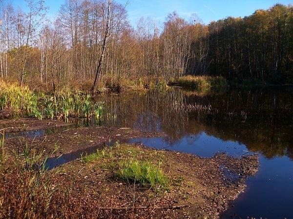 Jeziorko w Polesiu