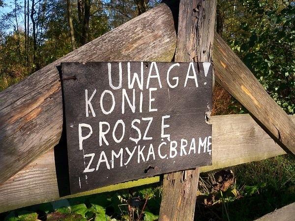 Komunikat dla koni, niech sobie nie myślą