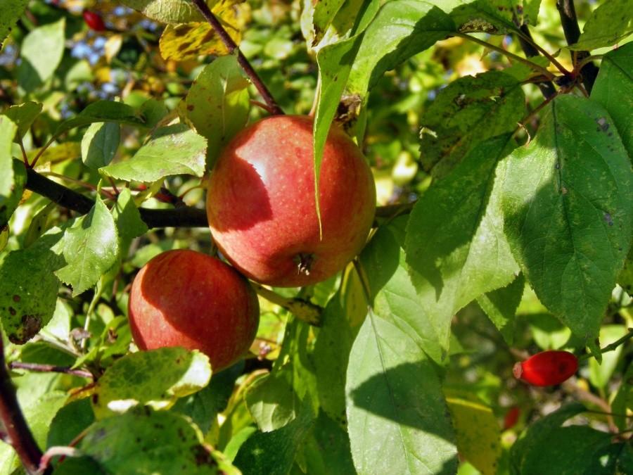 Jabłuszka na przydrożnej jabłoni z trasy Warzymice - Karwowo.