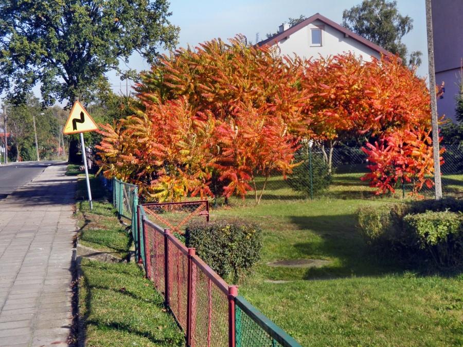 A na koniec tej kolorowej wycieczki zdjęcie z ogródka w Dobrej.