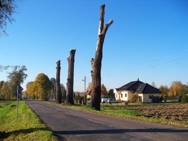 Przystrzyżone topole