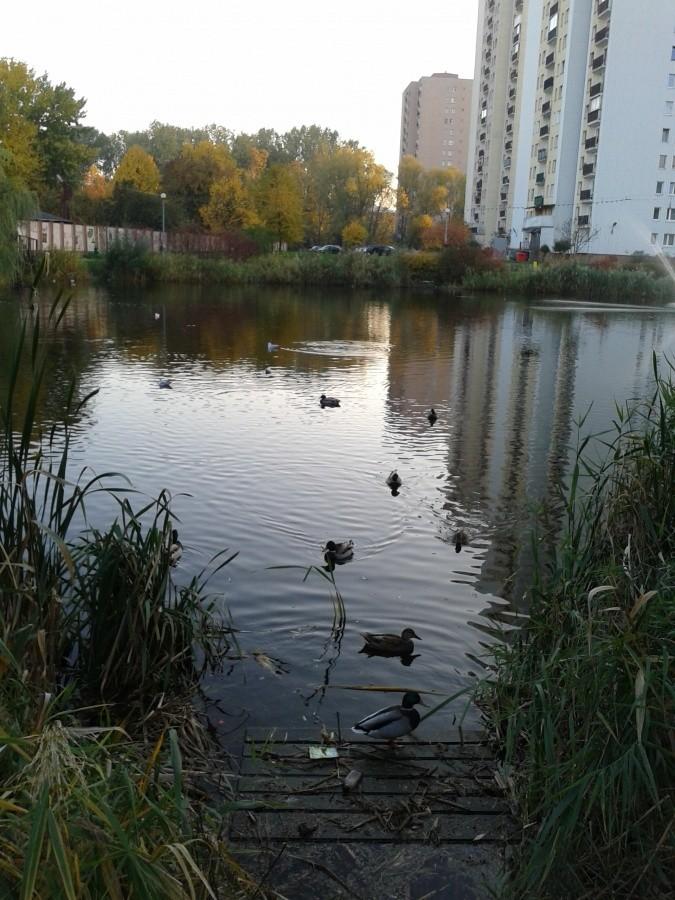 Kaczki nawet nie myślą odlatywać, tutaj im dobrze