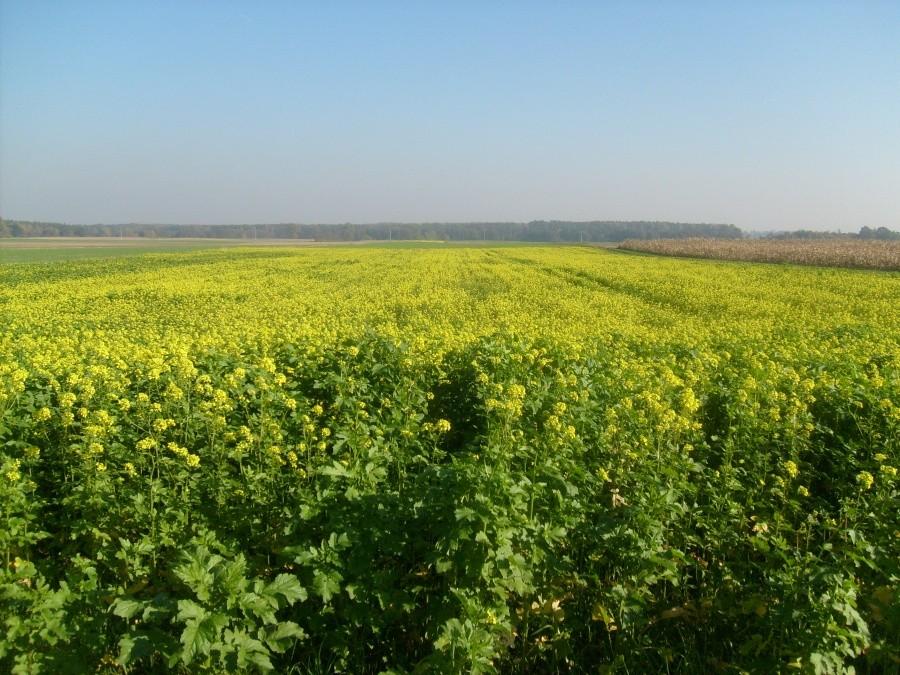 Pole na Brzeziach