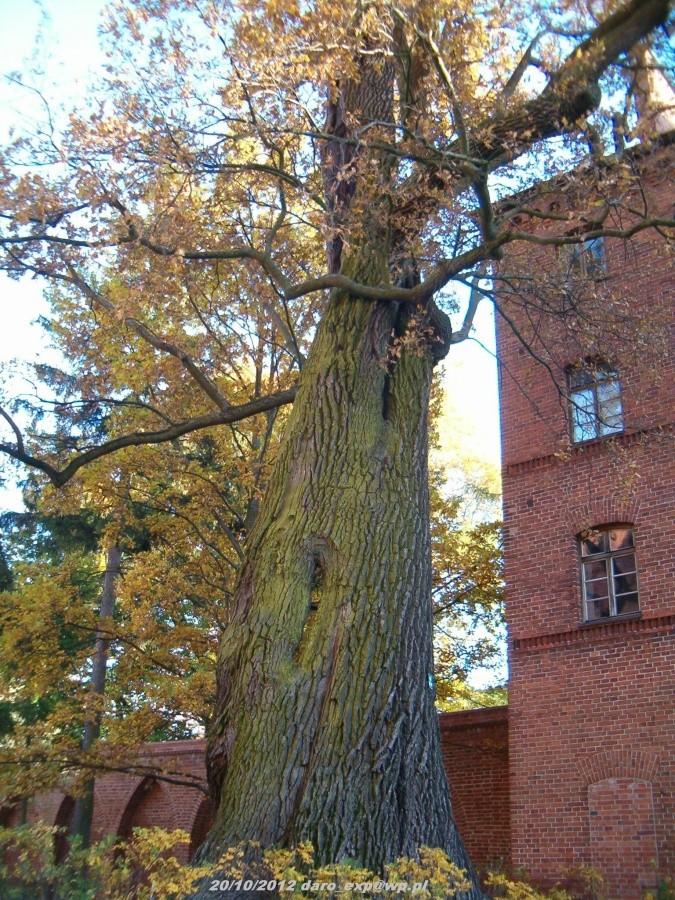 Wycieczka rowerowa. Tczew-Elbląg-Frombork. 600-letni Dąb Mikołaj na terenie Katedry we Fromborku.