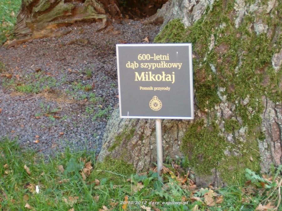 Wycieczka rowerowa. Tczew-Elbląg-Frombork. Tablica informacyjna 600-letniego dębu Mikołaj na terenie Katedry we Fromborku.