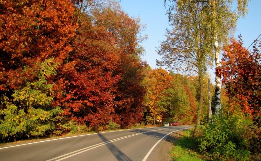 Droga z Rogowa do Czyżowic