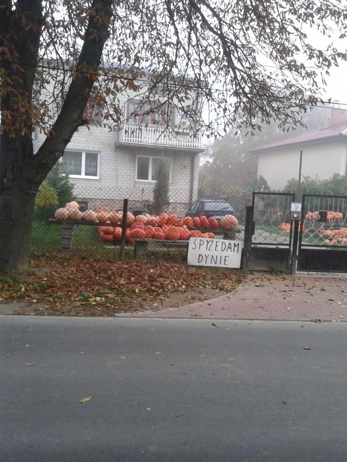 Sprzedaż dyni w Macierzyszu