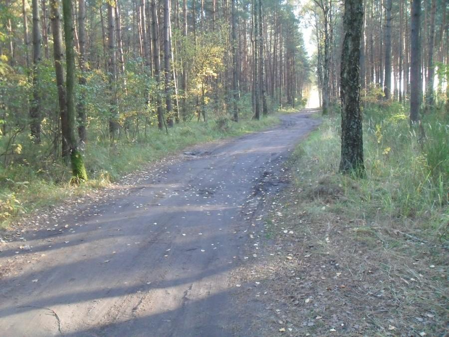 patrzyków las