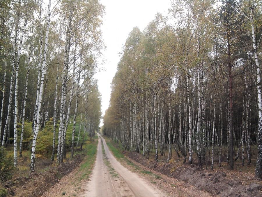 Godny polecenia dla lubiących teren odcinek z Karczemki do Samociążka