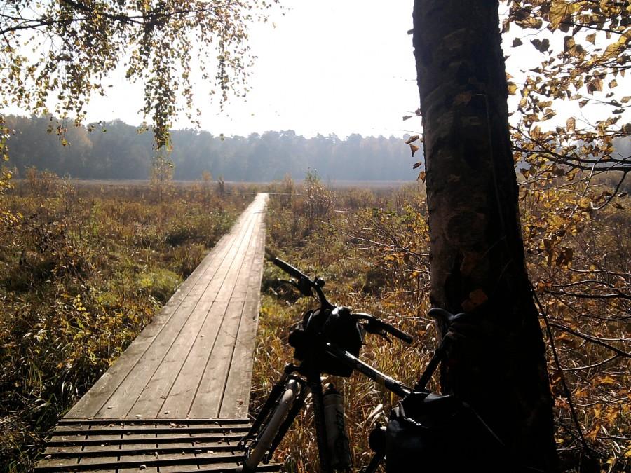 W rezerwacie Cisy Staropolskie