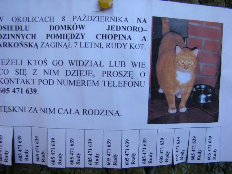 Szczecin, kot, rowery i piękna jesień. 5