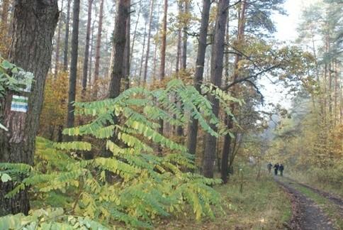idziemy szlakami pieszymi, które w niektórych momentach pokrywają się z rowerowymi
