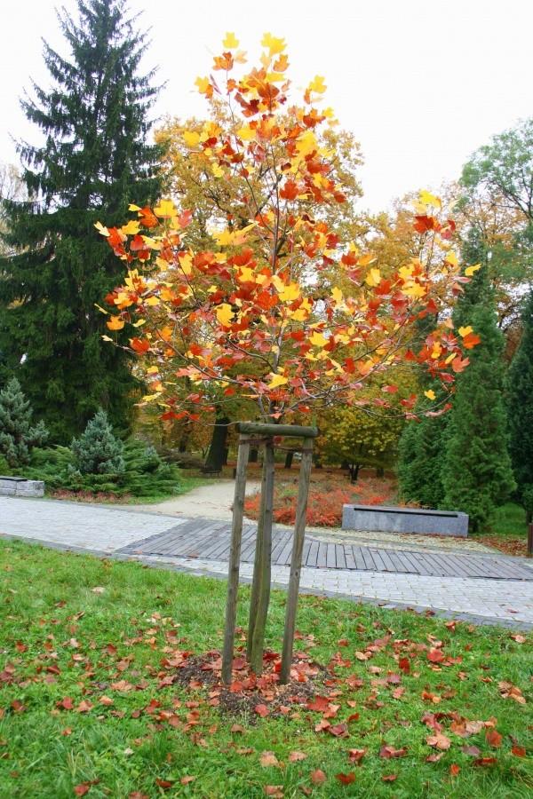 Jesienny tulipanowiec.