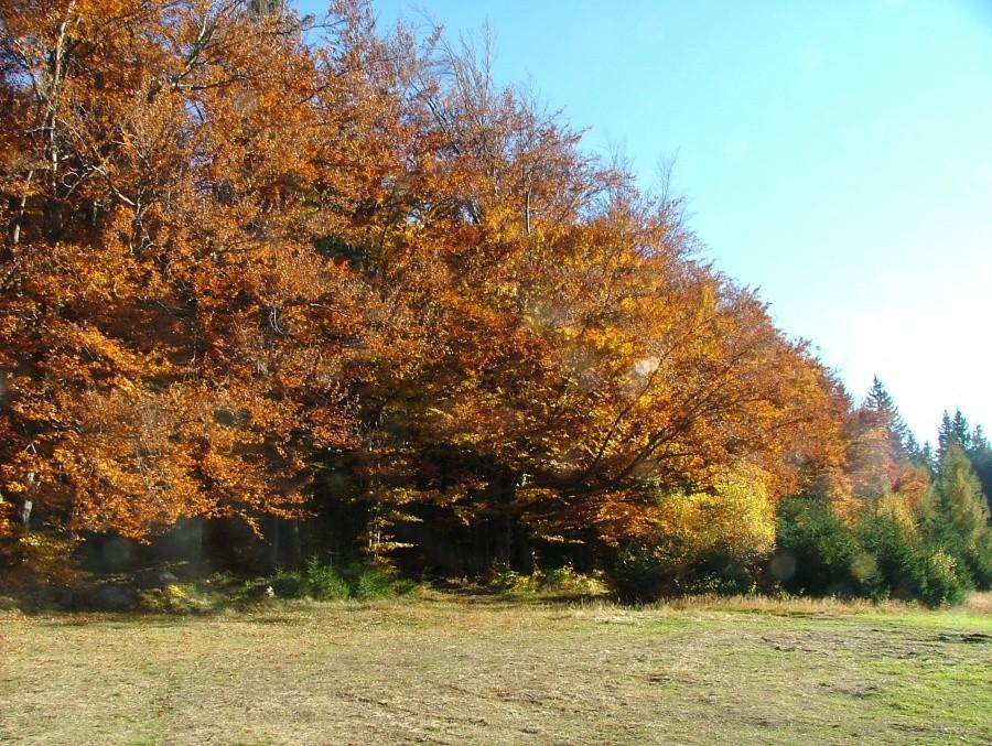 Złota Jesień.