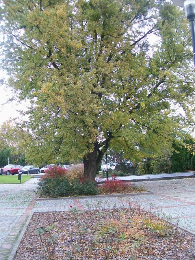 kolory jesieni na skwerze Kisiela przed urzędem gminy w Piasecznie