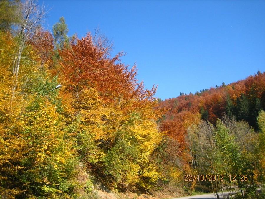 barwy jesieni 2