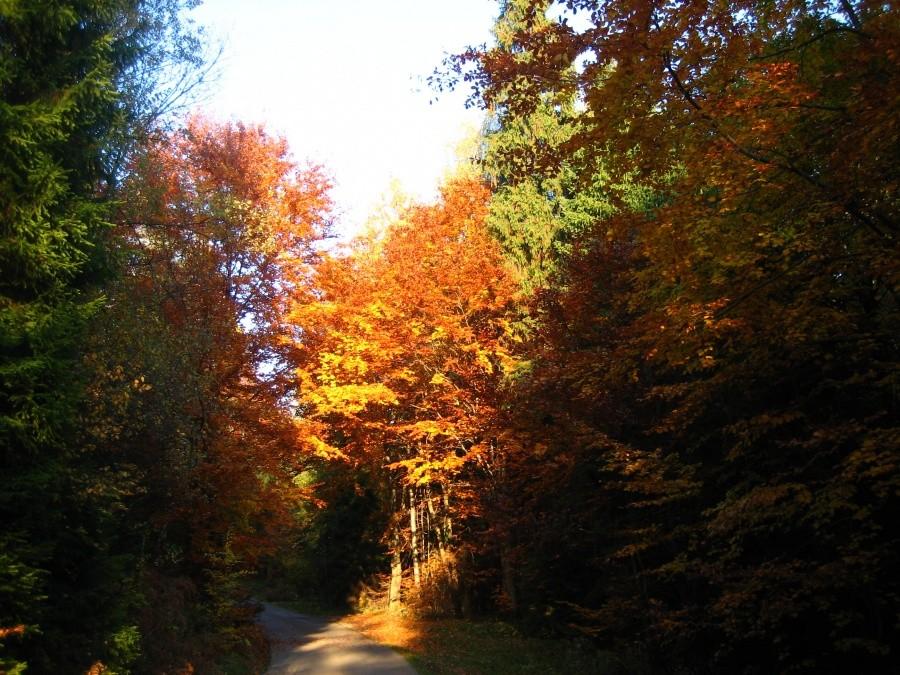 barwy jesieni 7