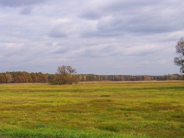 Łąki na skraju Puszczy Kampinoskiej, Łubiec