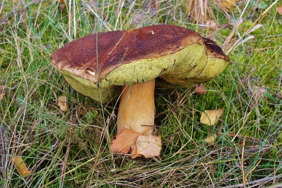 Piękny okaz.:)