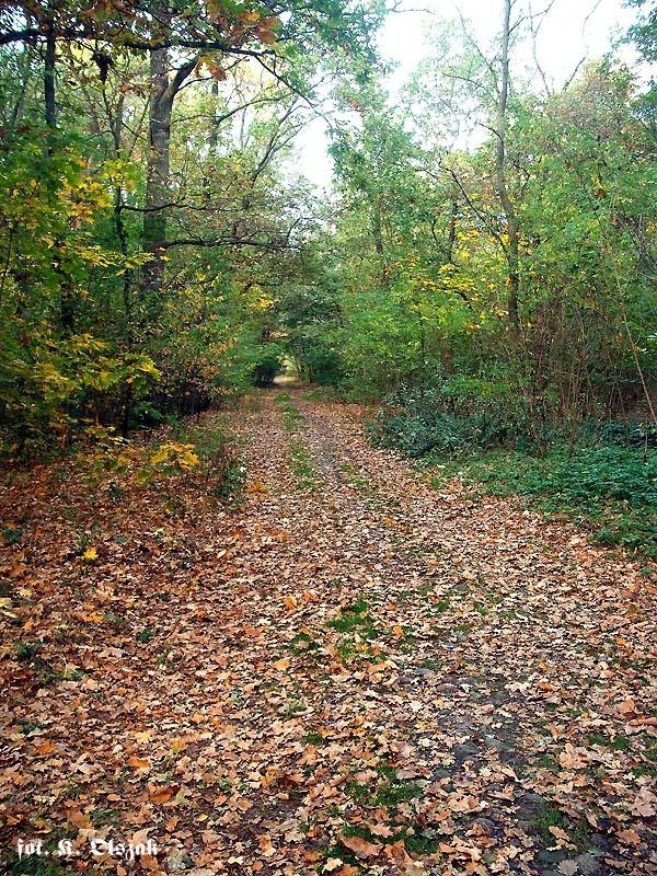 Fiołkowa w zagajniku