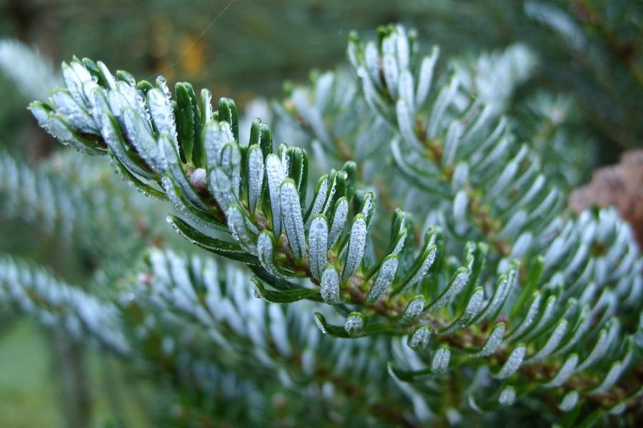 Arboretum w Wirtach - Jodła koreańska „srebrne loki”