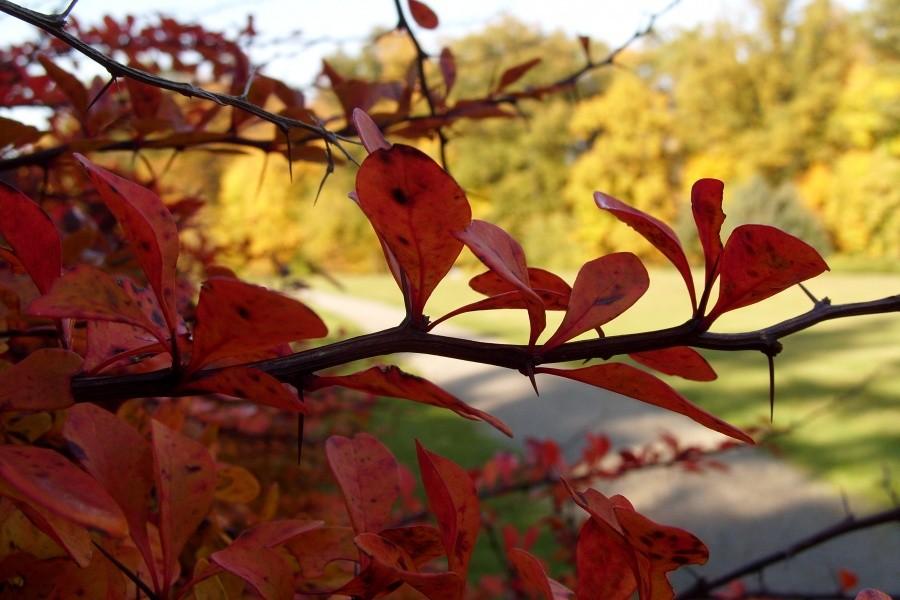 Arboretum w Wirtach