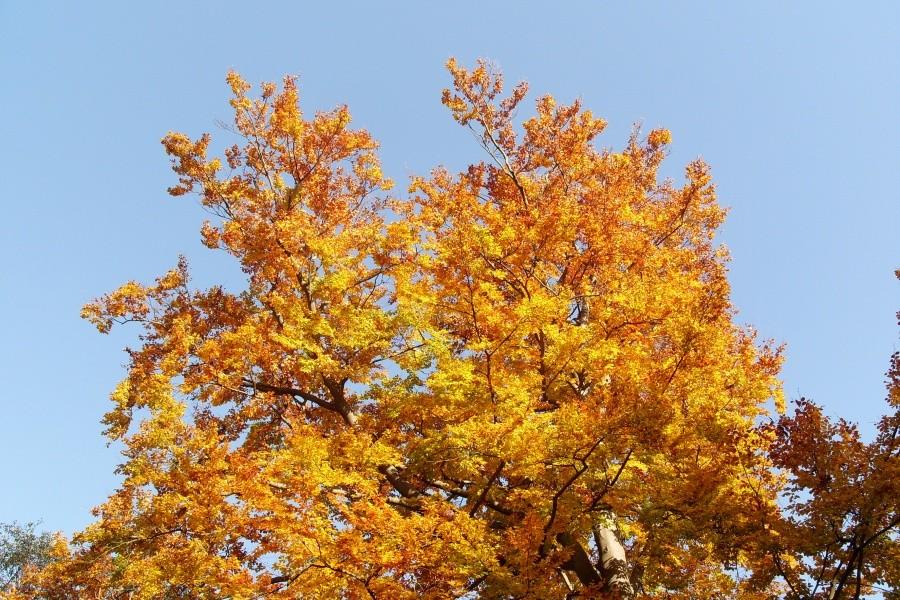 Arboretum w Wirtach