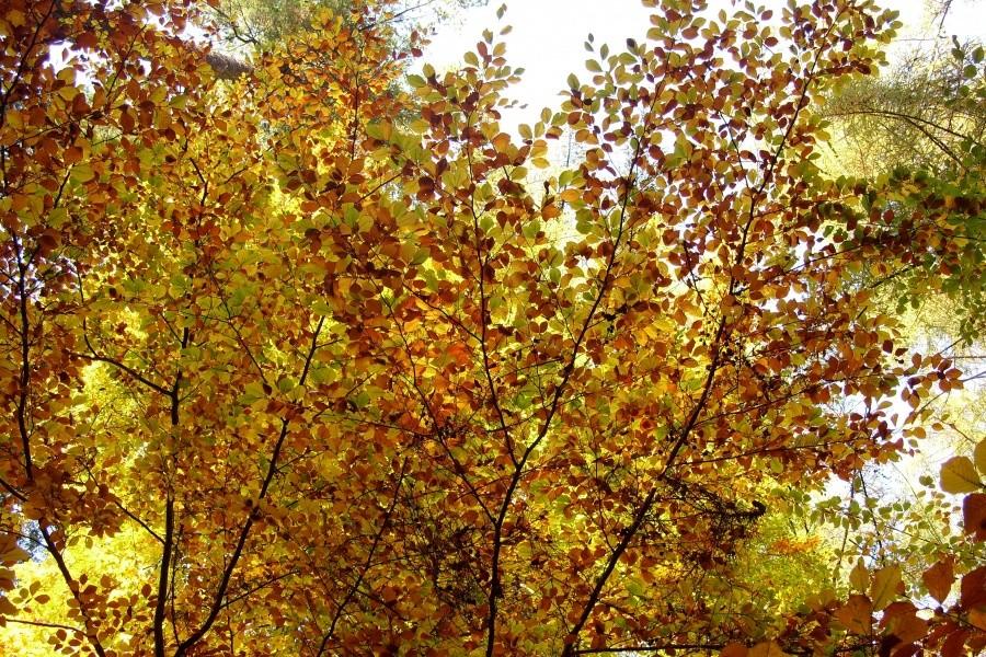 Arboretum w Wirtach