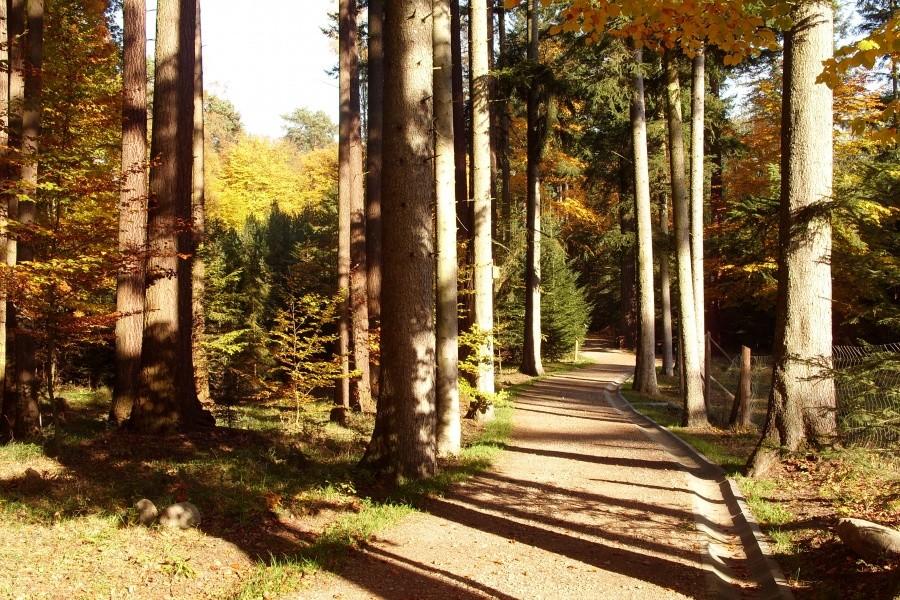 Arboretum w Wirtach