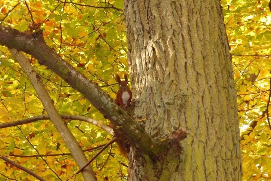 Arboretum w Wirtach
