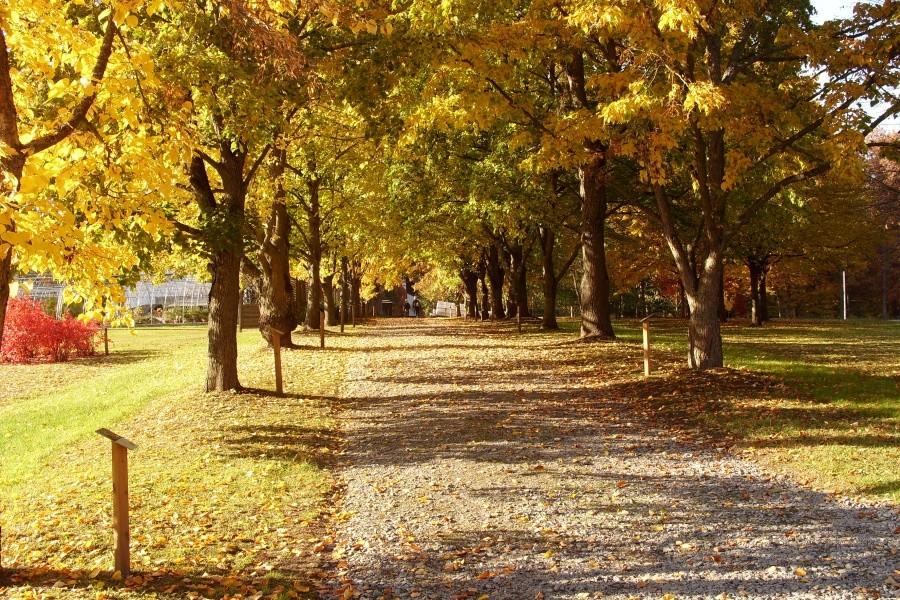 Arboretum w Wirtach