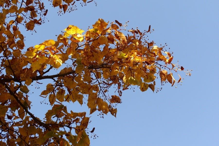 Arboretum w Wirtach