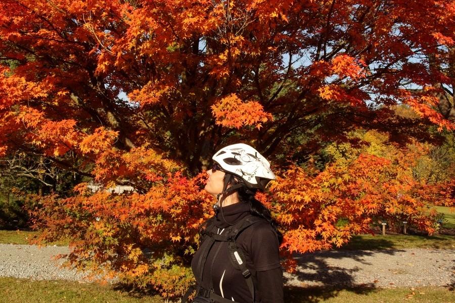 Arboretum w Wirtach