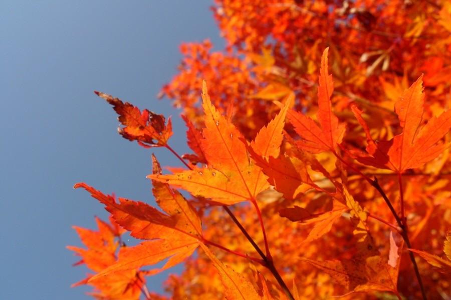 Arboretum w Wirtach
