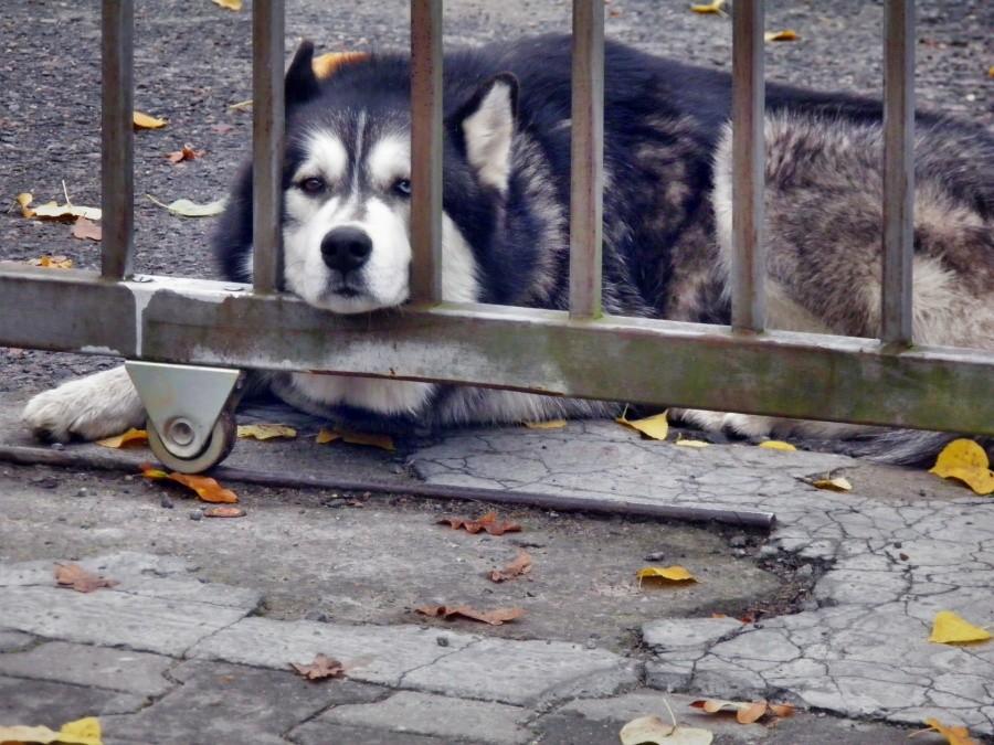 Zawsze smutny pies husky z Pilchowa.