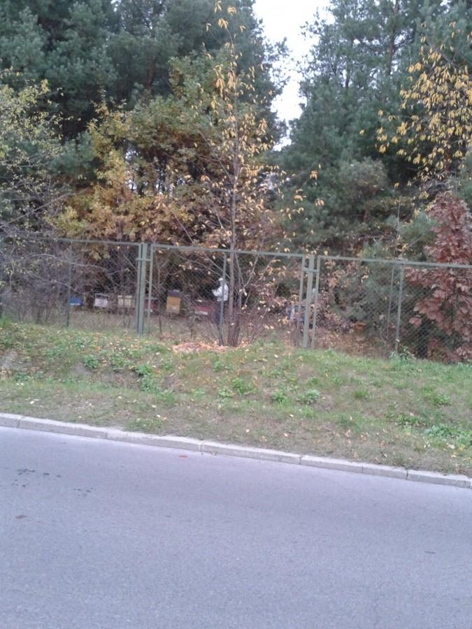W tych ulach są jednak pszczoły
