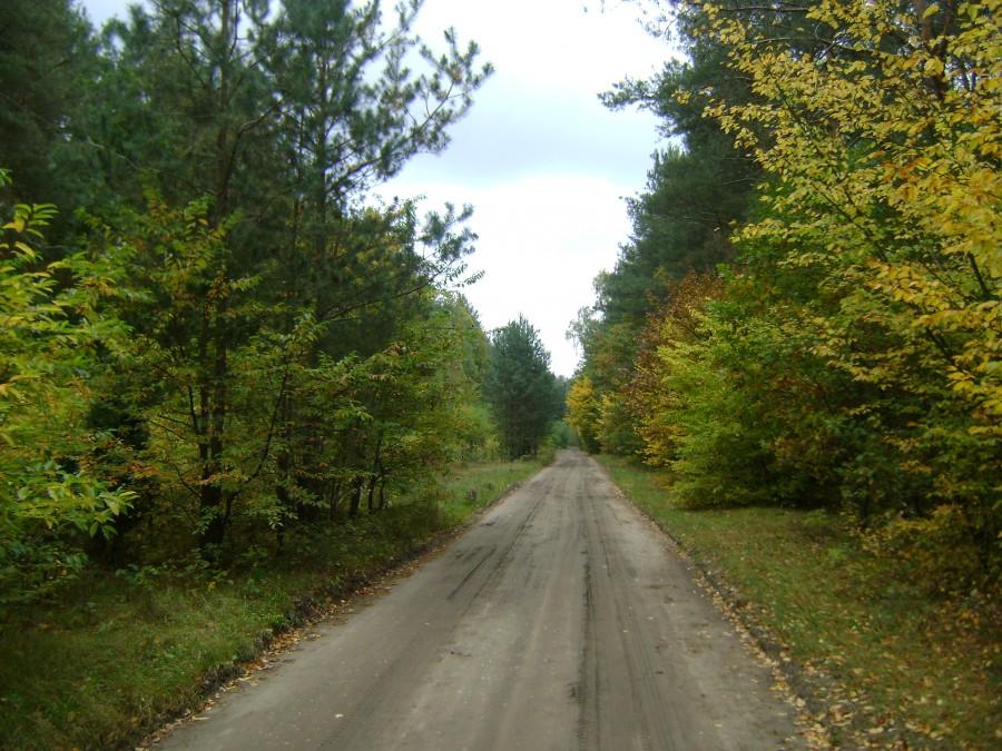 Ulica Działkowa w jesiennej scenerii