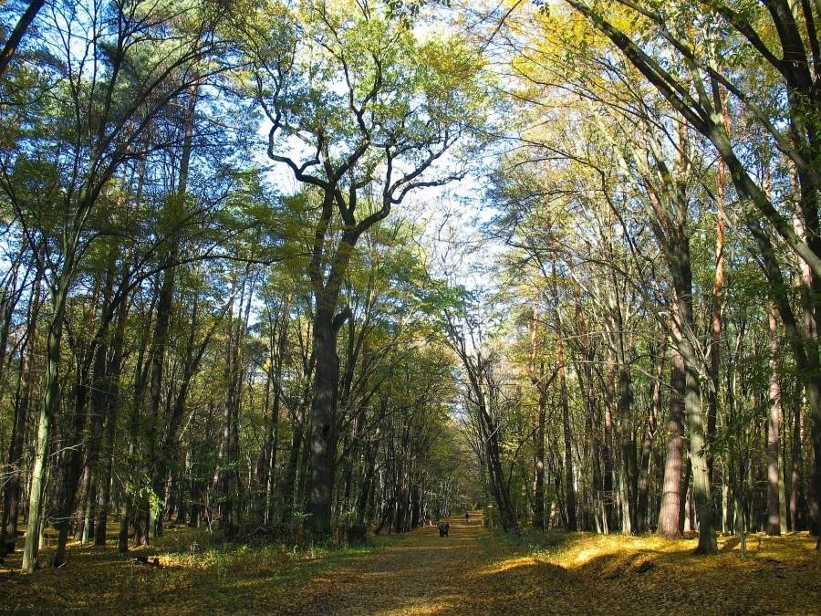 Las Kabacki - pomnikowy dąb