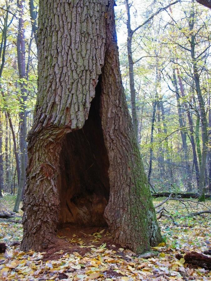 Las Kabacki - wydrążony dąb