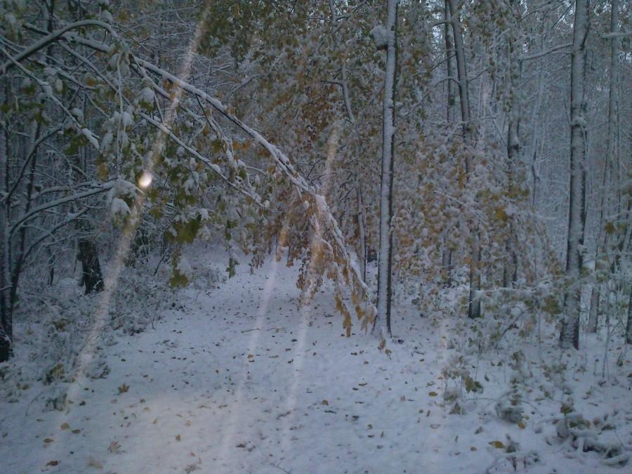 Las ruda w październiku.