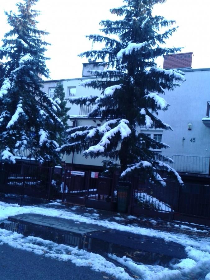 Ośnieżone świerki przy Kocjana