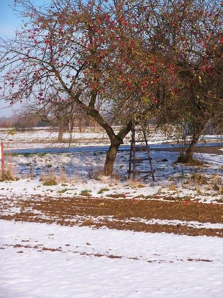 Jabłka