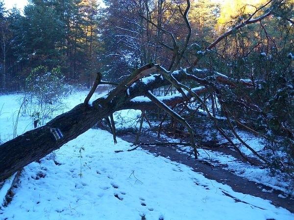 Powalone drzewo koło schroniska ZHP w Starej Dąbrowie