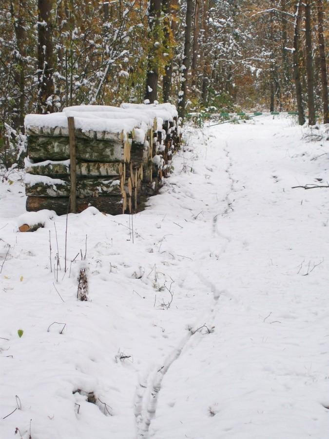 Drewno pocięte w metrzaki czeka na wywózkę.