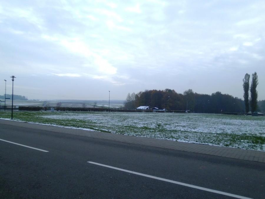 Muchowiec w zimowym stroju