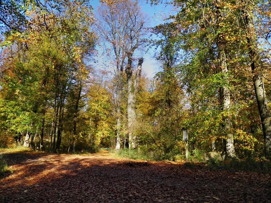 Oto co pozostalo po Dębach Bogusława w Puszczy Wkrzańskiej.