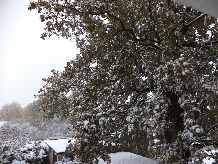 27 PAŹDZIERNIK 2012, 13 w południe, +1*C... Mój dąb, pełen z zielonymi jeszcze liśćmi...