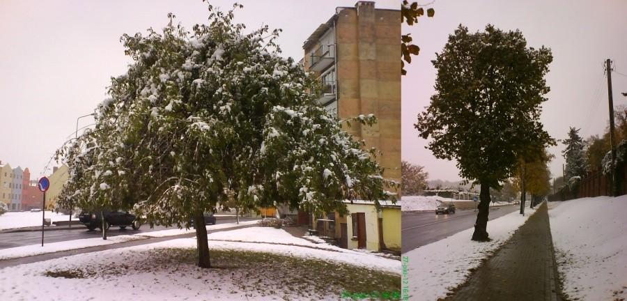 27 PAŹDZIERNIK 2012, 16 w południe ;). Różne drzewa mają wciąż zielone liście :>