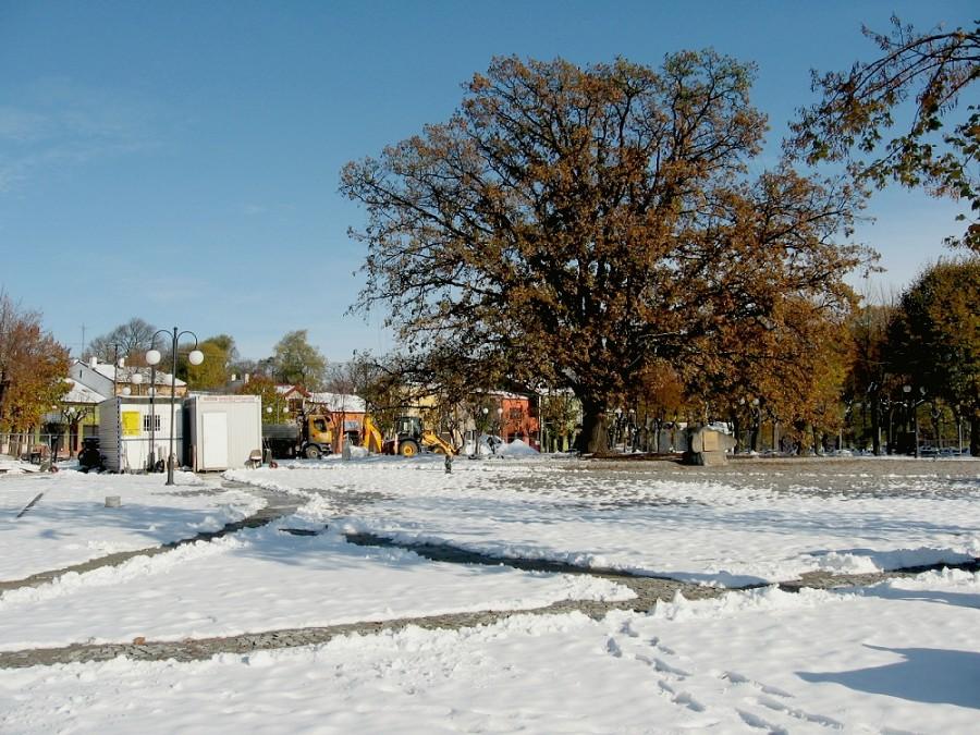 Plac Wolnosci z dębem posadzonym 11 listopada 1928 roku
